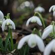 Sněženka podsněžník 'Flore Pleno' - Galanthus nivalis 'Flore Pleno'