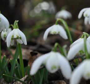 Sněženka podsněžník 'Flore Pleno' - Galanthus nivalis 'Flore Pleno'