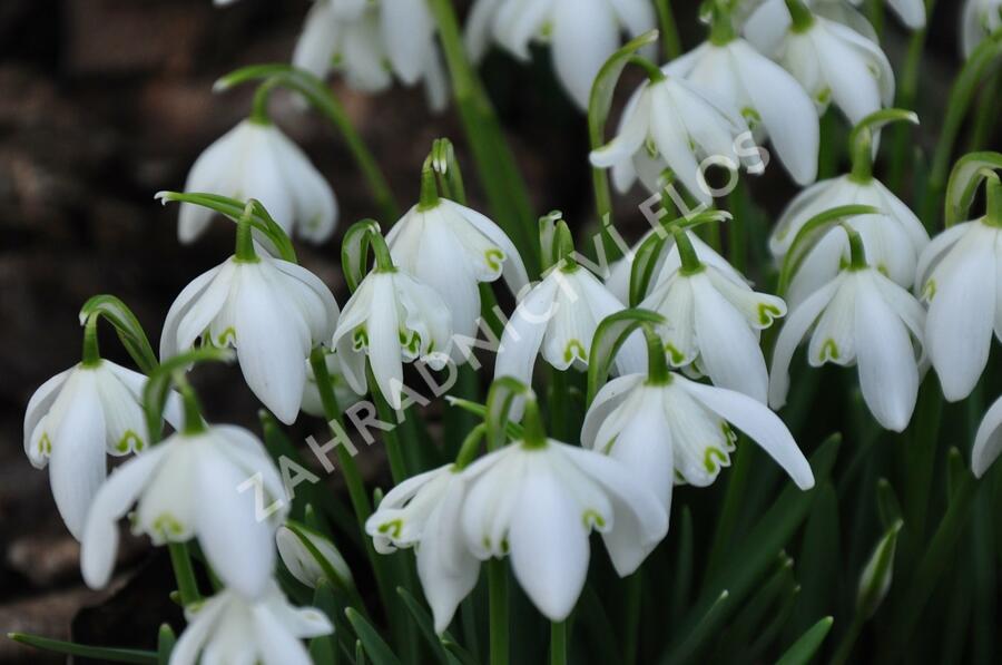 Sněženka podsněžník 'Flore Pleno' - Galanthus nivalis 'Flore Pleno'