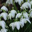 Sněženka podsněžník 'Flore Pleno' - Galanthus nivalis 'Flore Pleno'