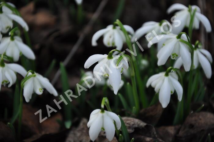 Sněženka podsněžník 'Flore Pleno' - Galanthus nivalis 'Flore Pleno'