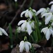 Sněženka podsněžník 'Flore Pleno' - Galanthus nivalis 'Flore Pleno'