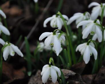 Sněženka podsněžník 'Flore Pleno'