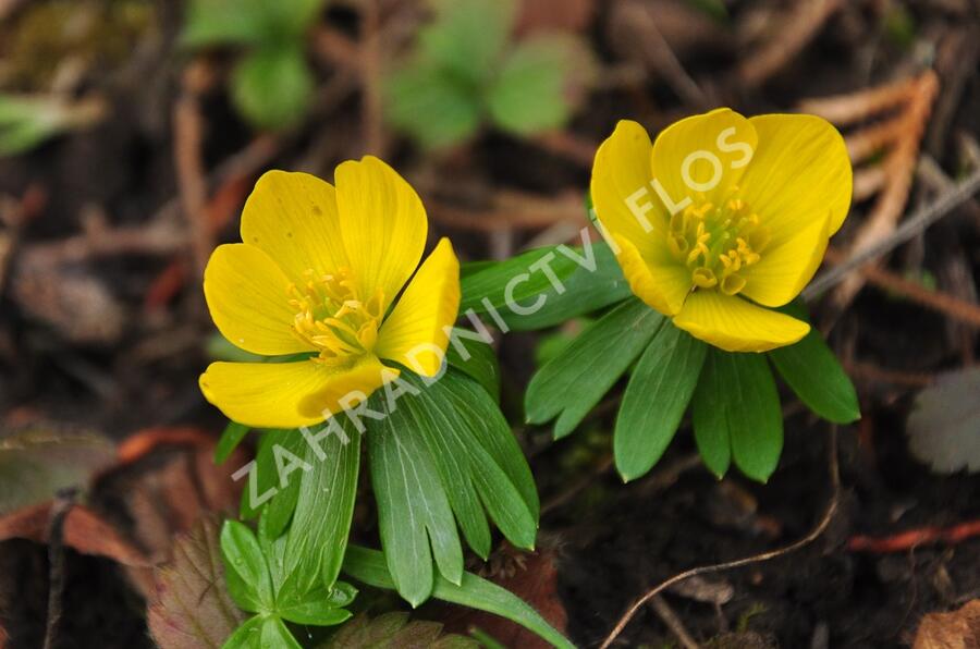 Talovín zimní - Eranthis hyemalis