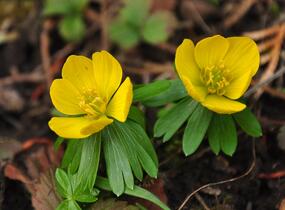 Talovín zimní - Eranthis hyemalis