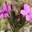 Hvozdík svazčitý - Dianthus armeria