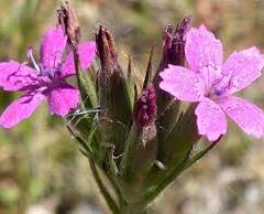 Hvozdík svazčitý - Dianthus armeria