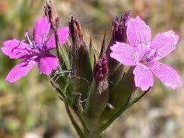 Hvozdík svazčitý - Dianthus armeria