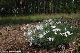 Hvozdík písečný český - Dianthus arenarius subsp. bohemicus