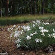 Hvozdík písečný český - Dianthus arenarius subsp. bohemicus