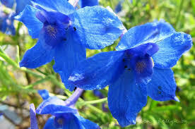 Ostrožka velkokvětá 'Blauer Zwerg' - Delphinium grandiflorum 'Blauer Zwerg'