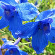 Ostrožka velkokvětá 'Blauer Zwerg' - Delphinium grandiflorum 'Blauer Zwerg'