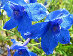 Ostrožka velkokvětá 'Blauer Zwerg' - Delphinium grandiflorum 'Blauer Zwerg'