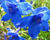Ostrožka velkokvětá 'Blauer Zwerg'