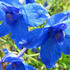 ostrozka-velkokveta-blauer-zwerg.jpg