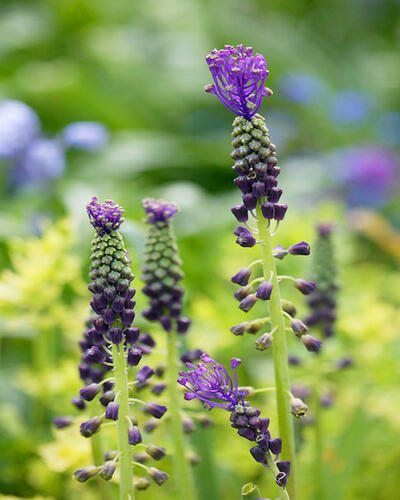 Modřenec chocholatý - Muscari comosum