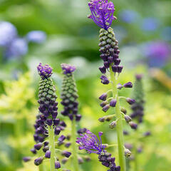 Modřenec chocholatý - Muscari comosum