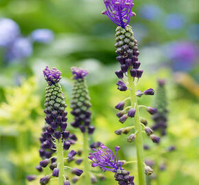 Modřenec chocholatý - Muscari comosum