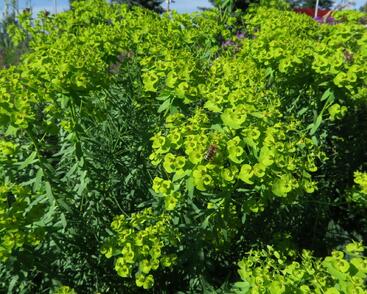 Pryšec sivý ssp. niciciana