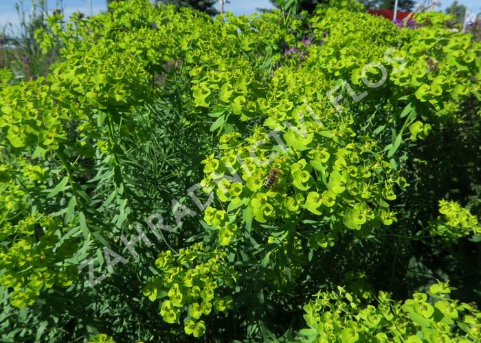 Pryšec sivý ssp. niciciana - Euphorbia seguieriana ssp. niciciana