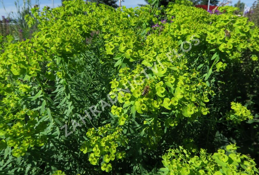 Pryšec sivý ssp. niciciana - Euphorbia seguieriana ssp. niciciana