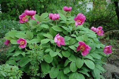 Pivoňka kavkazská - Paeonia caucasica