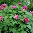 Pivoňka kavkazská - Paeonia caucasica