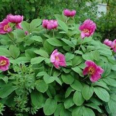 Pivoňka kavkazská - Paeonia caucasica