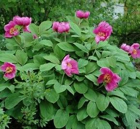 Pivoňka kavkazská - Paeonia caucasica