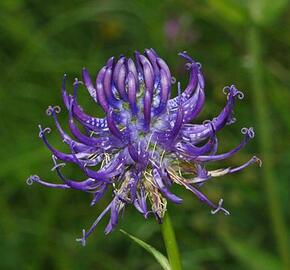 Zvonečník hlavatý - Phyteuma orbiculare