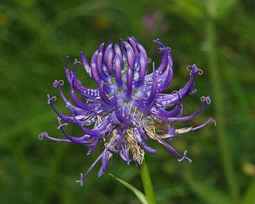 Zvonečník hlavatý