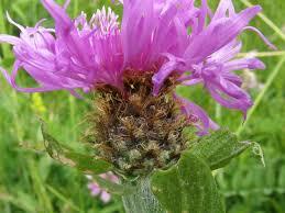 Chrpa parukářka - Centaurea pseudophyrgia