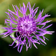 Chrpa luční pravá - Centaurea jacea ssp. jacea