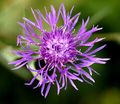 Chrpa luční pravá - Centaurea jacea ssp. jacea