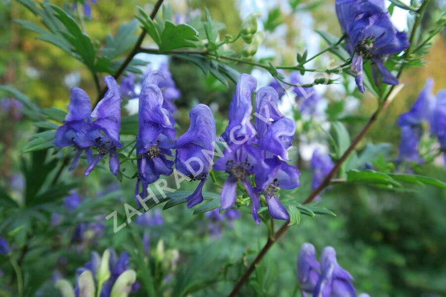 Oměj pestrý - Aconitum variegatum