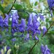 Oměj pestrý - Aconitum variegatum