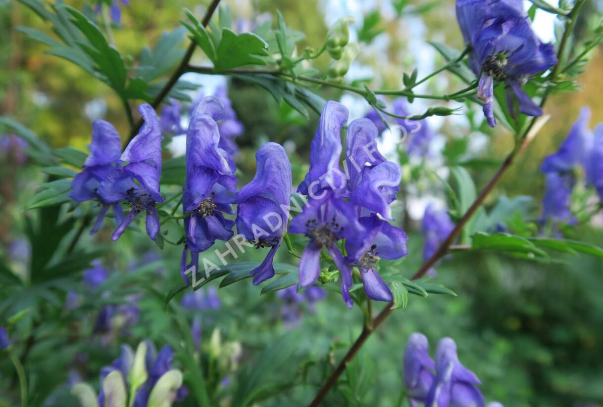 Oměj pestrý - Aconitum variegatum