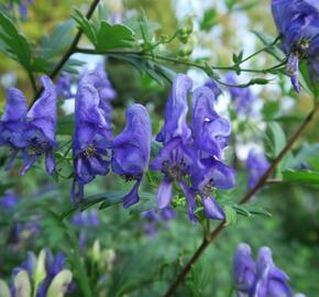 Oměj pestrý - Aconitum variegatum