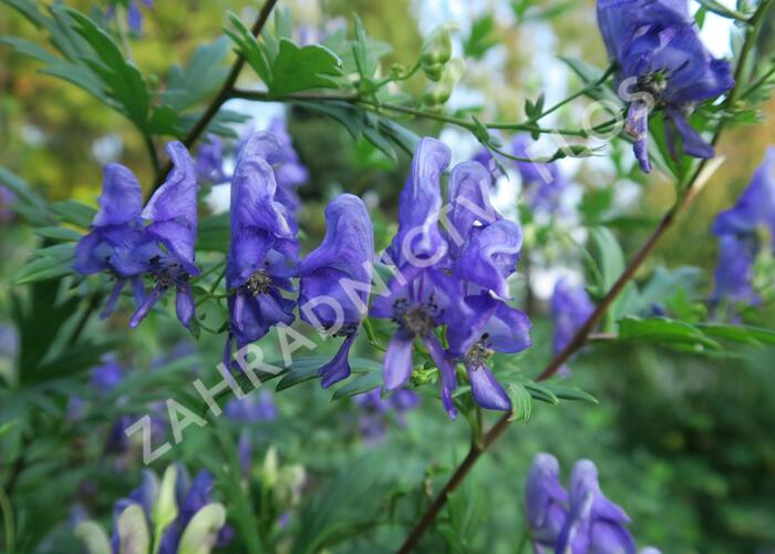 Oměj pestrý - Aconitum variegatum