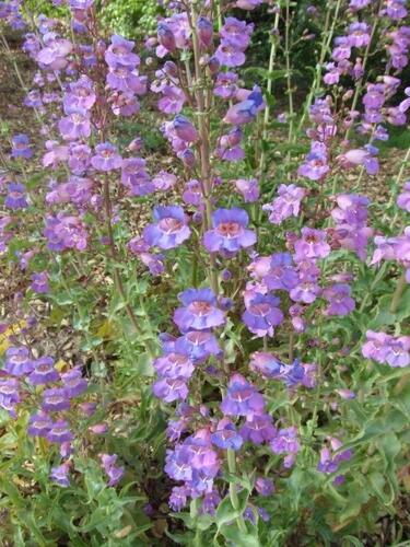 Dračík - Penstemon spectabilis