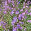 Dračík - Penstemon spectabilis