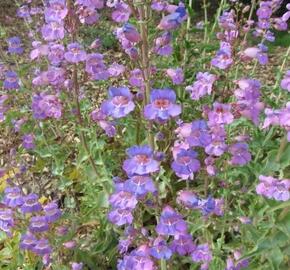 Dračík - Penstemon spectabilis