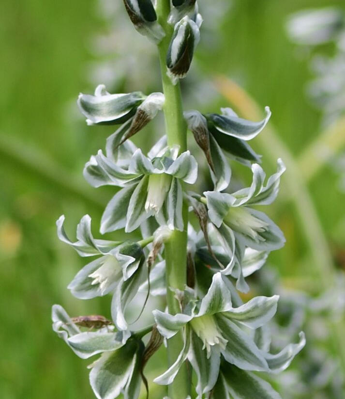 Snědek hřebenitý - Ornithogalum boucheanum