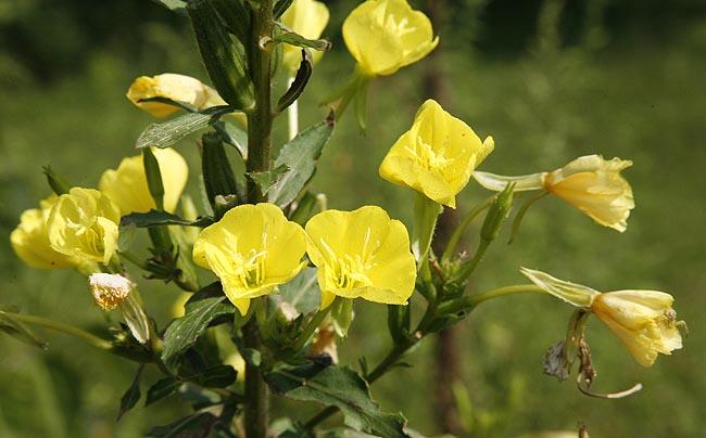 Pupalka dvouletá - Oenothera biennis