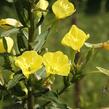 Pupalka dvouletá - Oenothera biennis