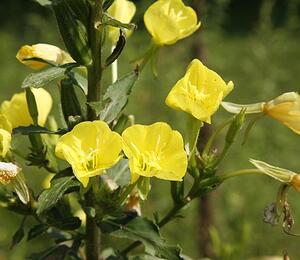 Pupalka dvouletá - Oenothera biennis