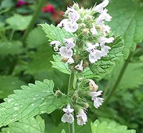 Šanta kočičí - Nepeta cataria