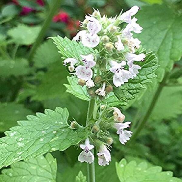 Šanta kočičí - Nepeta cataria