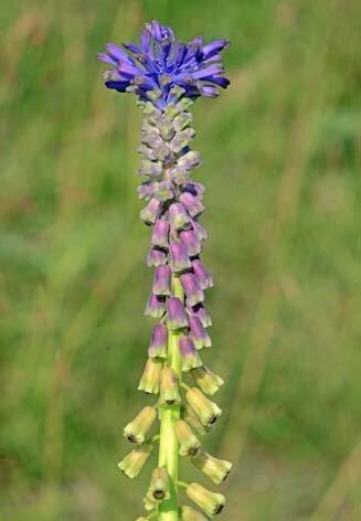 Modřenec tenkokvětý - Muscari tenuiflorum