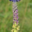 Modřenec tenkokvětý - Muscari tenuiflorum